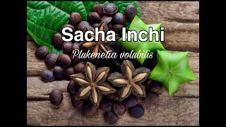 Kaedah penanaman pokok Sacha Inchi  Plukenetia volubilis [upl. by Loni]