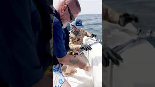 Catching Groupers with Sam Barrington fyp fish fishtok fishing grouper [upl. by Ienttirb]