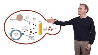 Randy Schekman HHMI amp UCB 2 Genes and proteins required for secretion [upl. by Aelahs765]