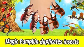 EN Magic Pumpkin duplicates insects insect names for children Animals cartoonㅣCoCosToy [upl. by Efal]