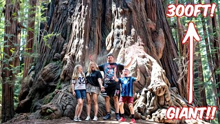 New Zealand Family see Americas GIANT Redwood Trees for the first time WE FELT SO SMALL [upl. by Anertal]