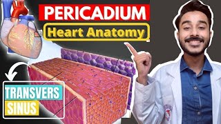 Heart Pericardium Anatomy  Transverse And Oblique Sinus Of Heart [upl. by Teryn]