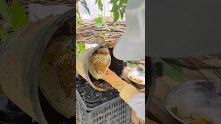 HONEY BEE FARMING APICULTURE  Beekeeping trending shorts beekeeping honey bee honeybee [upl. by Desdamona]