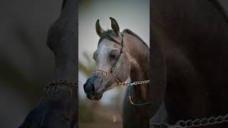 shorts video remix music horse beats horse arabianhorse foryou fyp [upl. by Auqinahc]