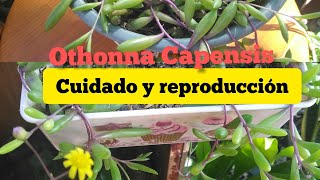 Othonna Capensis collar de rubí cuidados y reproducción 💚💚❤️❤️ [upl. by Saimerej]