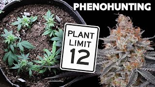 Pheno Hunting Regular Seeds within Legal Limits – Selective Breeding with Spider Farmer [upl. by Pickar391]