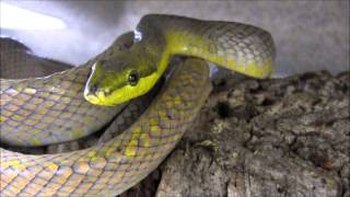 Grey Red Tailed Ratsnake [upl. by Anihsak892]