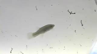 gambusia fish eat mosquito larvae [upl. by Krawczyk]