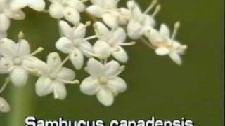 elderberry Sambucus nigra syn S canadensis [upl. by River891]