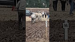 Traditional Horse Ploughing at the Forest of Arden Ploughing Match Sunday 15th September 2024 [upl. by Elsilrac]