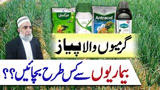 How to protect Onion crop from all types of diseases  Crop Reformer [upl. by Arramahs]