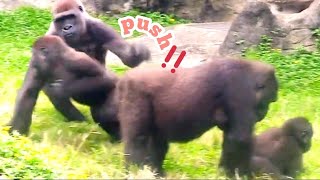 塔莉推艾媽😆🤣Silverback gorilla family interactionsDjeeco FamilyTayariJabaliIrikiRingo [upl. by Aihsyt]