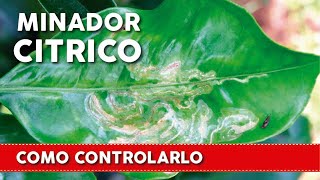 Cómo controlar al minador de Cítrico cosasdeljardinenvivo [upl. by Otsuaf]