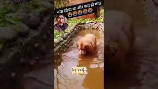 4kvideo bhojpuri kitna wafadar hota hai bhai kutte [upl. by Keeryt]