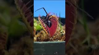 Dionaea Muscipula  A dioneia também conhecida como apanhamoscas é uma planta carnívora Sigamme [upl. by Aron]