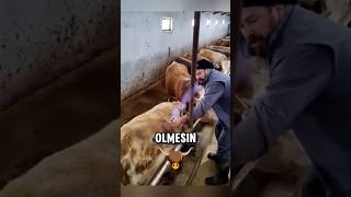 Bir İnek Şişkinlik Yaşadığında 🐄💨🔥 [upl. by Juditha178]