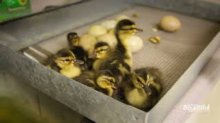 Organic Regenerative Farming at Lundberg Rice x Baby Ducks [upl. by Hermon]