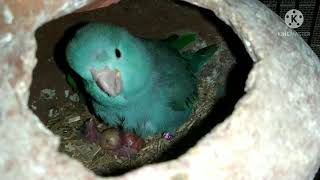 Pacific Parrotlet Breeding Progress [upl. by Eniamej]