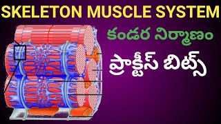 Skeleton muscle system practice bits in teluguSRINU PET CREATIONSఎముకలతో కండరాల నిర్మాణం బిట్స్ [upl. by Corrina901]