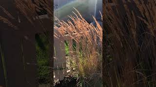 Let your ornamental grasses ornament landscaper garden gardenplants grasses ornamentalplants [upl. by Yesdnil176]