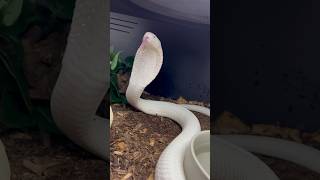 LEUCISTIC MONOCLED COBRA  🐍 wildlife venomous animals cobra snake reyrackz reptiles fyp [upl. by Hearn]