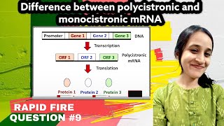 Difference between polycistronic and monocistronic mRNA  Rapid fire Q9 [upl. by Landis556]