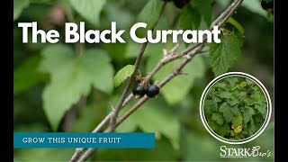 Grow this Unique Fruit  The Black Currant [upl. by Denyse754]