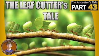 The Leaf Cutters Tale [upl. by Kaela]