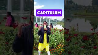 Plant family for neet  Asteraceae family  Best video [upl. by Anitnuahs]