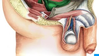 Pelvis amp perineum ischiorectal fossa [upl. by Wein]