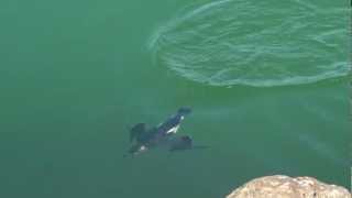 Razorbill in SlowMotion Underwater [upl. by Lenoj]