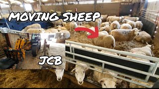 MOVING SHEEP FOR LAMBING AND JCB JOBS [upl. by Guenzi223]