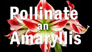 How to Pollinate an Amaryllis Flower [upl. by Karleen]