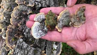 Paul finds Turkey Tail Trametes versicolor [upl. by Fritz]