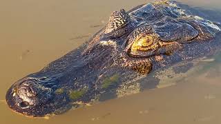 Wildlife of the Pantanal Brazil [upl. by Anitsud655]