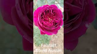 Falstaff DavidAustin [upl. by Antin]