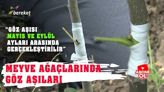 Mükemmel Aşı Nasıl Yapılır   En Sağlam Meyve Ağacı Aşılama Ne Zaman Yapılır [upl. by Nirol]