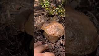 BOLETUS PINICOLA XL💣🍄‍🟫 PIRINEOS nature boletus [upl. by Notserc694]