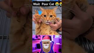 Is She Dead 💔🥺 shorts video reaction sad cat [upl. by Erehs]