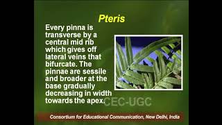 Pteris  I [upl. by Eneg]