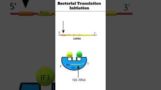 Translation Initiation Prokaryotes animation proteinsynthesis [upl. by Hsinam]