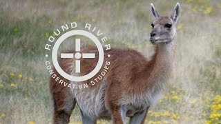 Guanaco in the Chacabuco Valley – Round River Conservation Studies [upl. by Nepsa405]