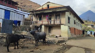 नेपाली रमाइलो गाउँ घर  Nepali Funny Best Village  Village Life Nepal villagekitchenshare [upl. by Manas]