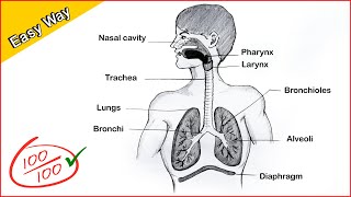 How to draw a Human Respiratory system Diagram Drawing  easy science project making  step by step [upl. by Faux]