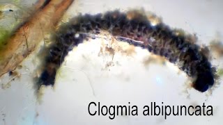 Clogmia albipunctata larvae [upl. by Mashe206]