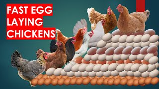 27 Fast Egg Laying Chicken Breeds to Make you Rich [upl. by Ede103]