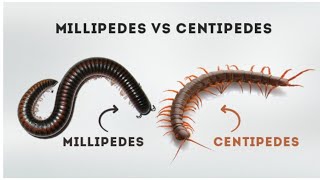 Get rid of Centipedes amp millipedes naturally  గాజు పురుగులు జెర్రులు పోవాలంటే ఇలా చెయ్యండి [upl. by Ashman514]