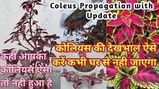 Growing Coleus with Cutting with updates  How to grow care amp propagate Coleus plant Full Details [upl. by Icaj]