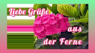 Liebe Grüße aus der Ferne💝 Ich wünsche Dir einen wundervollen Tag mit viel Glück☀️🍀🎶 Von Herzen💕 [upl. by Purington]