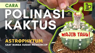 Wajib Tahu Cara Polinasi Kaktus Astrophytum saat Bunga Menguncup [upl. by Lindie101]